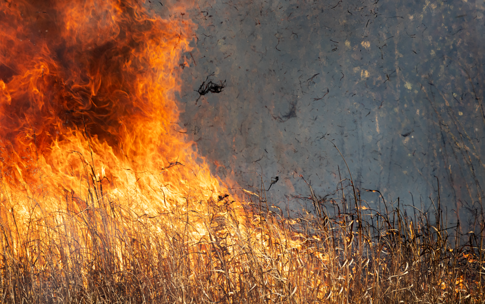 燃燒後的未來：森林大火、氣候變遷與永續生存的警報